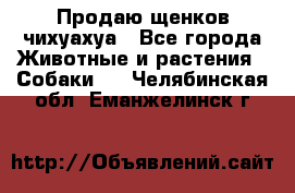 Продаю щенков чихуахуа - Все города Животные и растения » Собаки   . Челябинская обл.,Еманжелинск г.